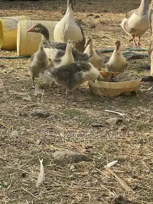 Two Months Old Geeslings
