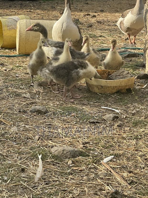 Two Months Old Geeslings
