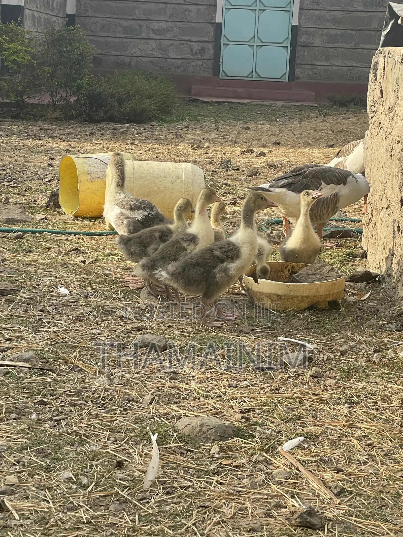 Two Months Old Geeslings