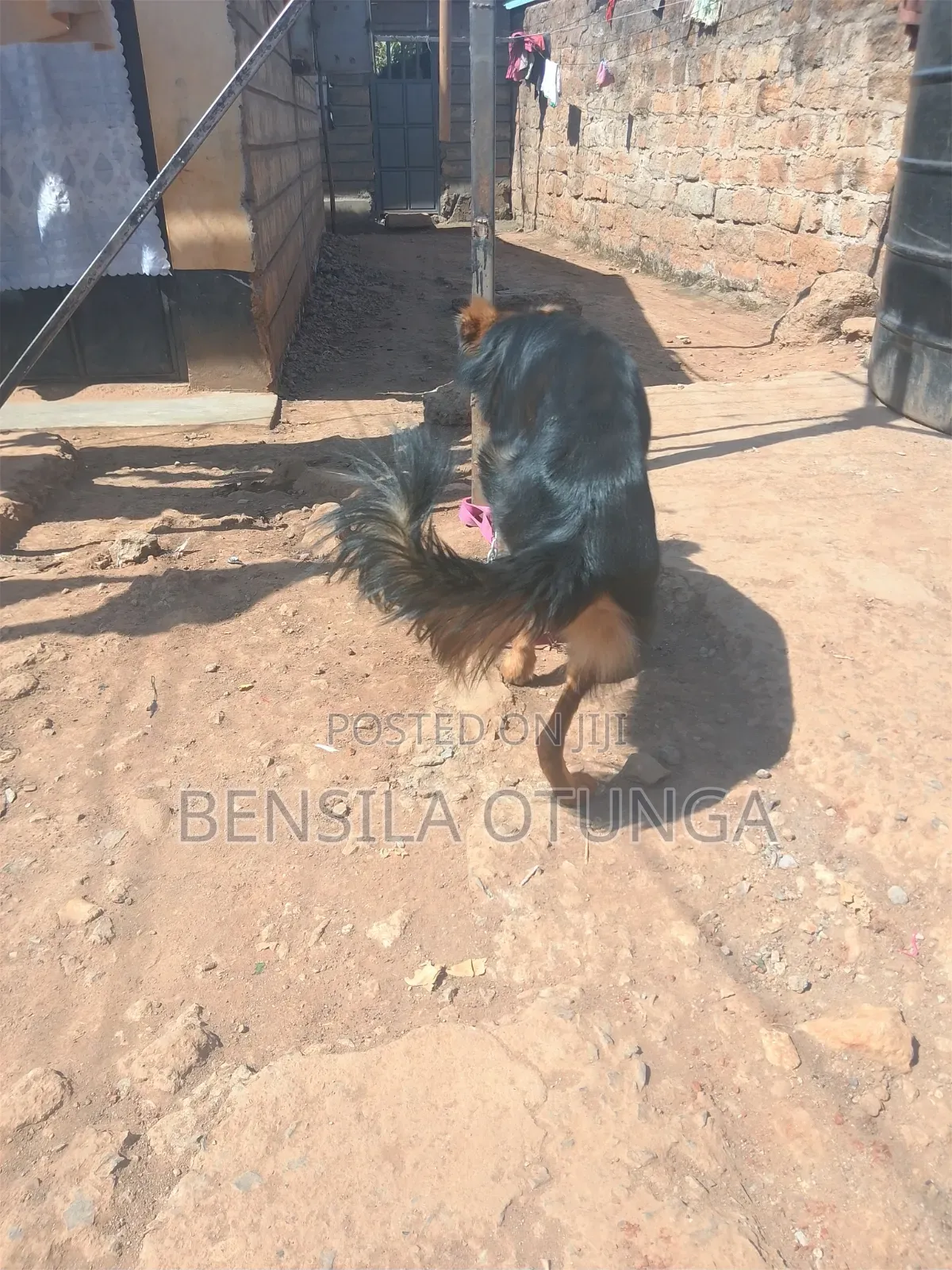 6-12 months Male Purebred German Shepherd