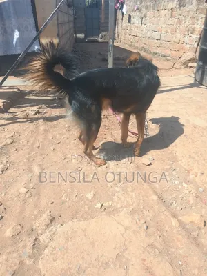 6-12 months Male Purebred German Shepherd
