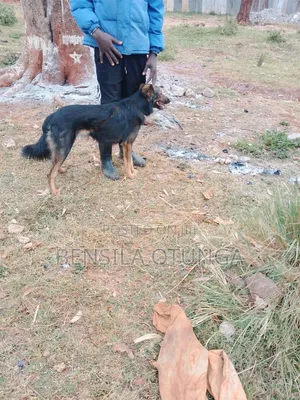 6-12 months Male Purebred German Shepherd
