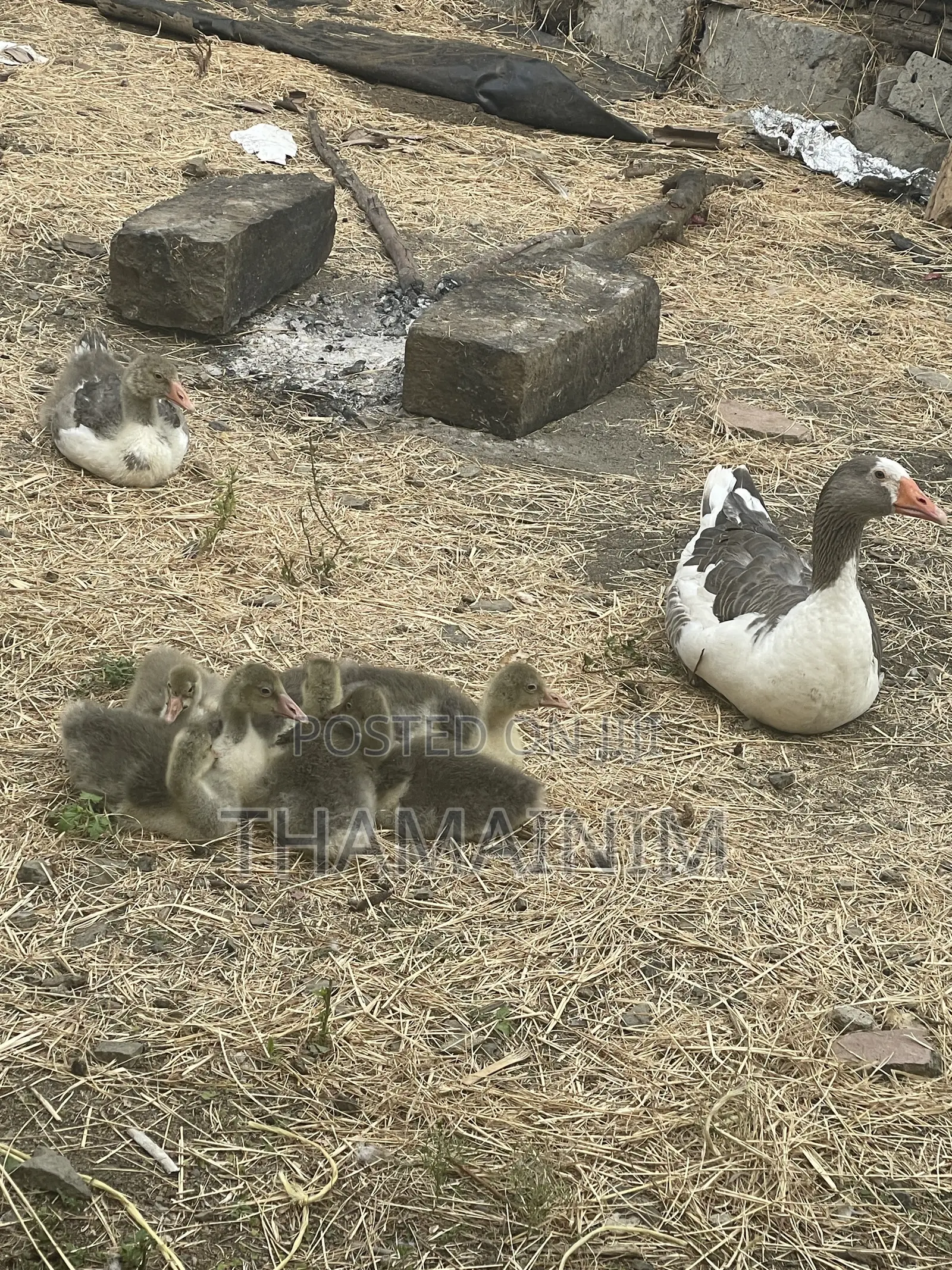 Two Months Old Geeslings