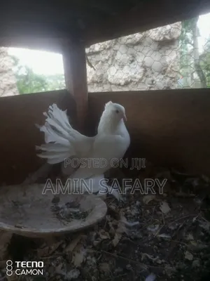 Male Fantail