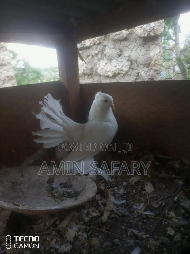 Male Fantail