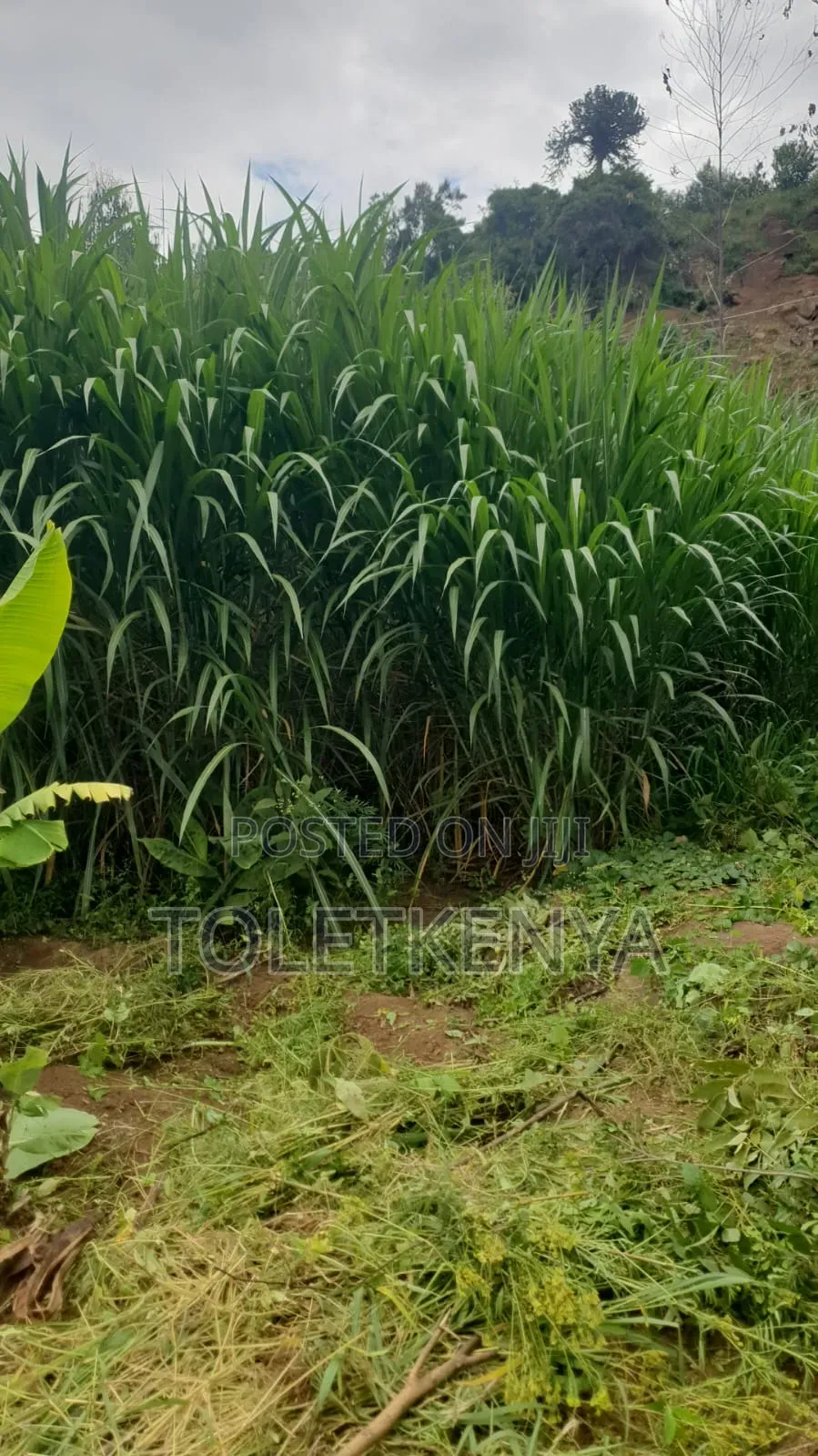 Land in Lavington