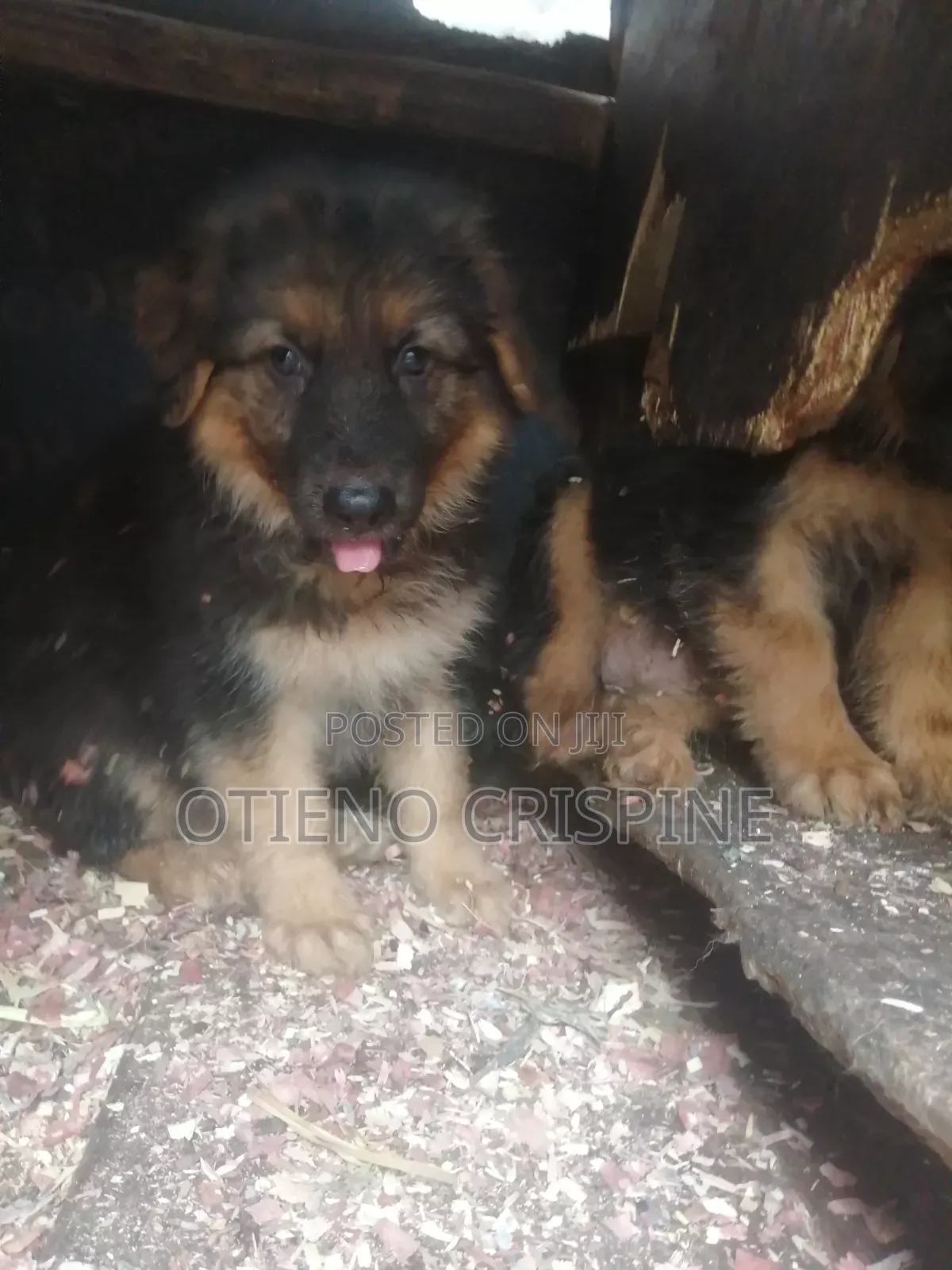 1-3 months Male Purebred German Shepherd