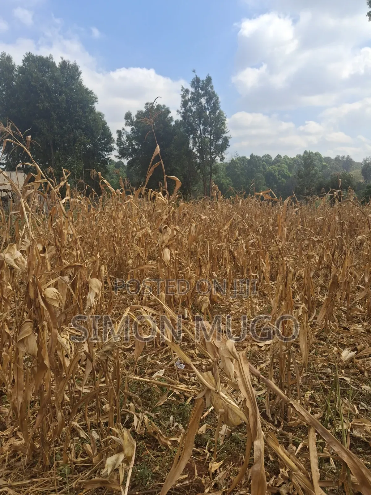 Valley View Kiambu Rd Prime Well Drained Red Soil 1/2 AC Corner Plot