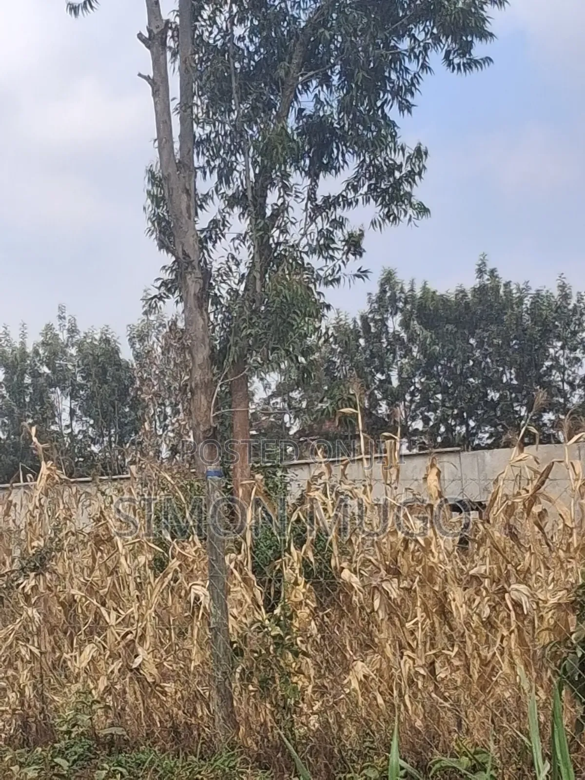 Valley View Kiambu Rd Prime Well Drained Red Soil 1/2 AC Corner Plot