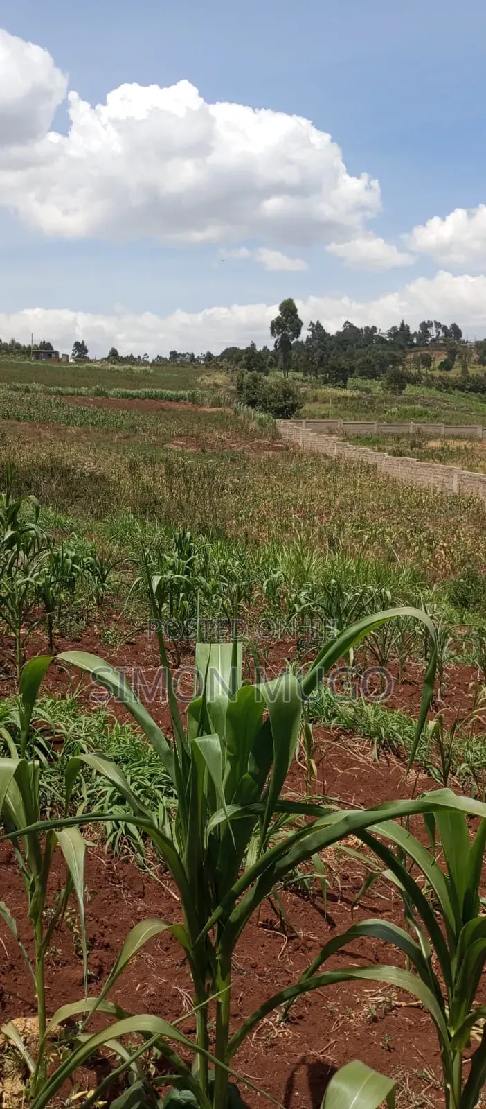 Valley View Kiambu Rd Prime Well Drained Red Soil 1/2 AC Corner Plot