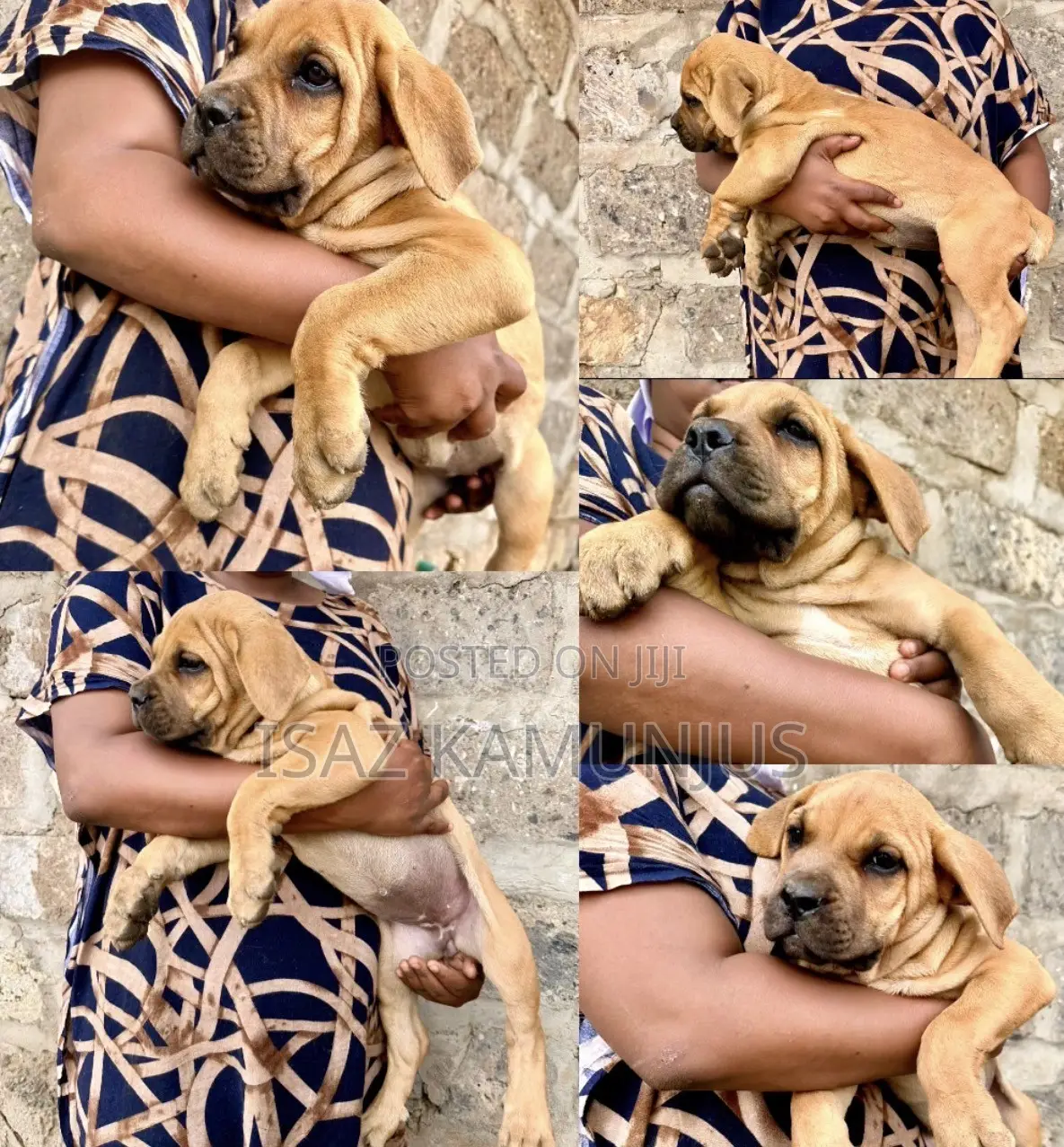 1-3 months Female Purebred Boerboel