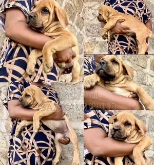 1-3 months Female Purebred Boerboel