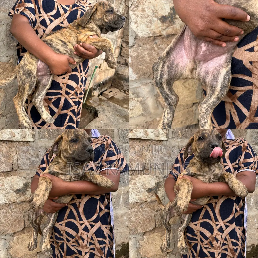 1-3 months Female Purebred Boerboel