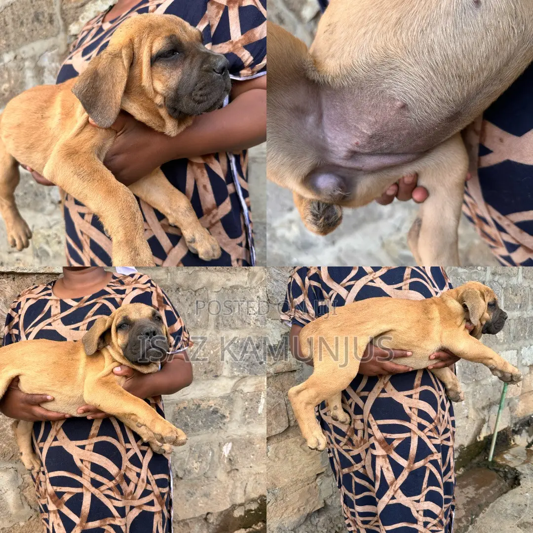 1-3 months Female Purebred Boerboel