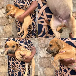1-3 months Female Purebred Boerboel