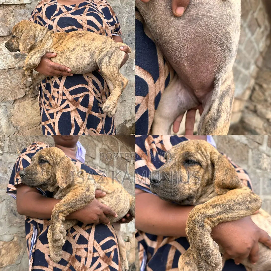 1-3 months Female Purebred Boerboel
