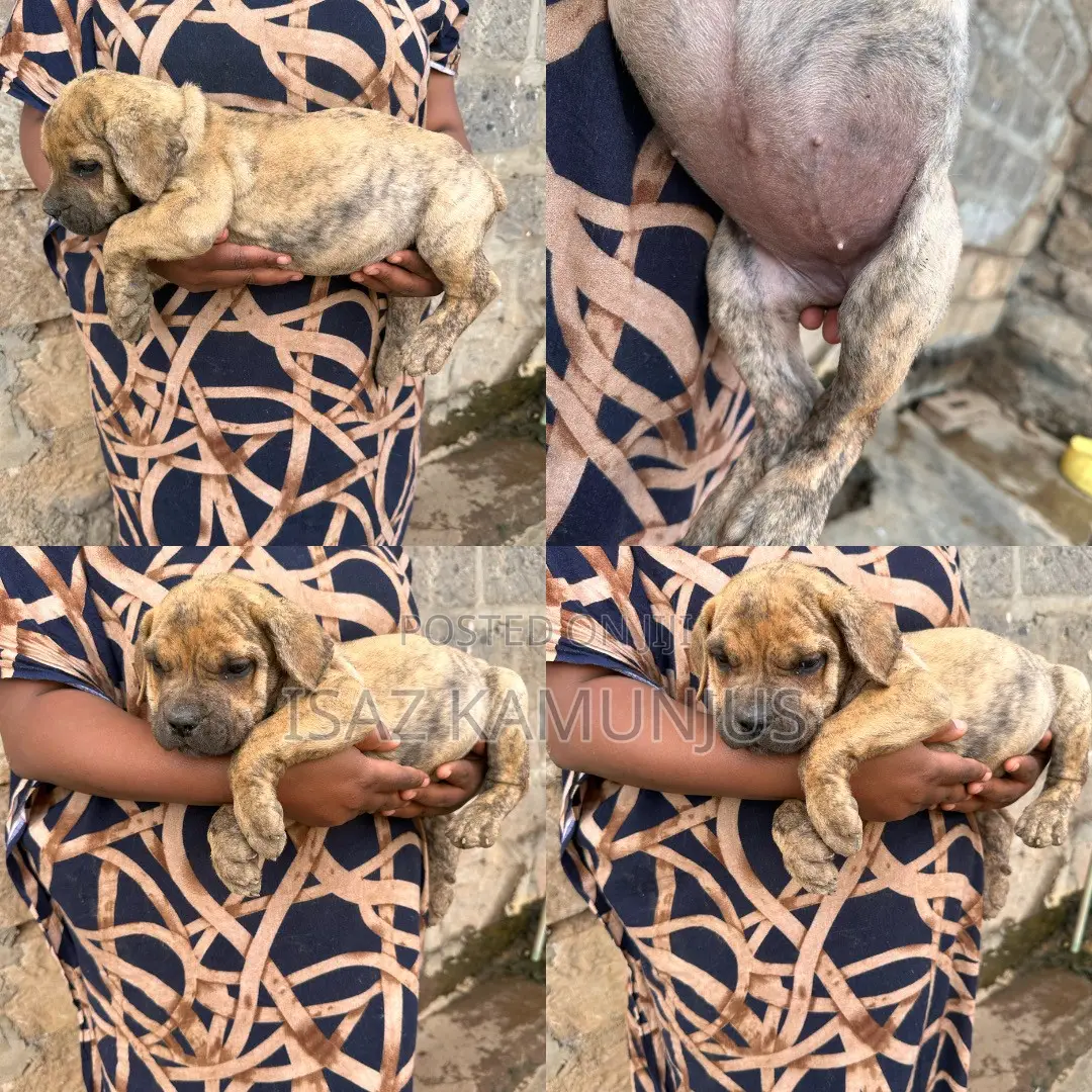 1-3 months Female Purebred Boerboel