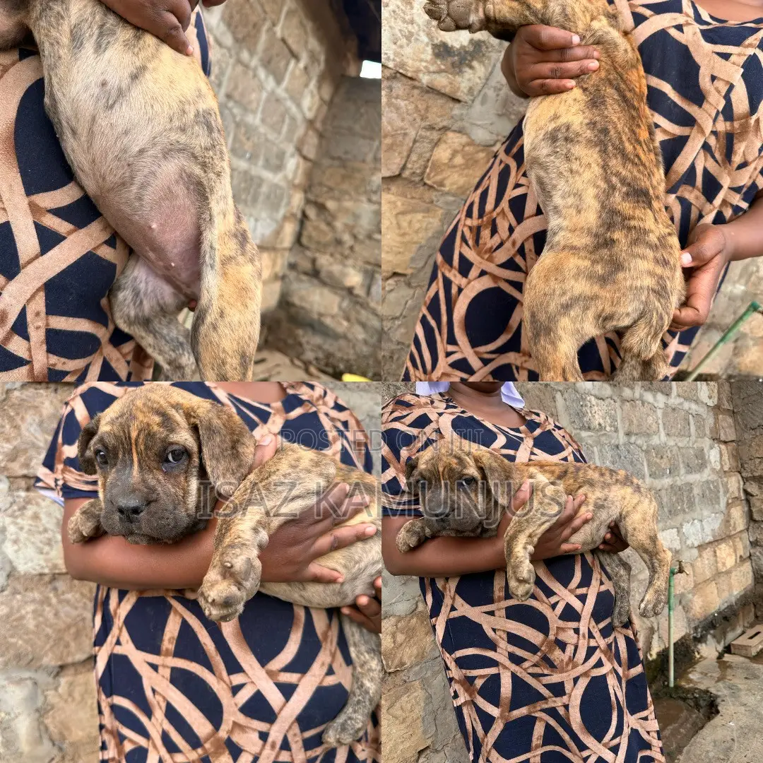 1-3 months Female Purebred Boerboel