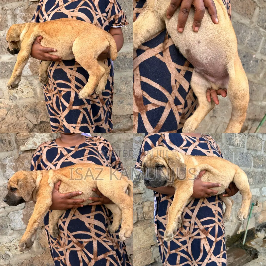 1-3 months Female Purebred Boerboel