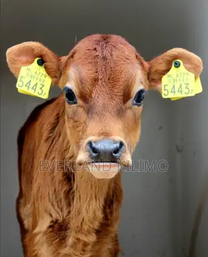 Heritage Calves Medium Customized Ear Tags
