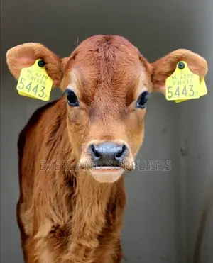 Heritage Calves Medium Customized Ear Tags