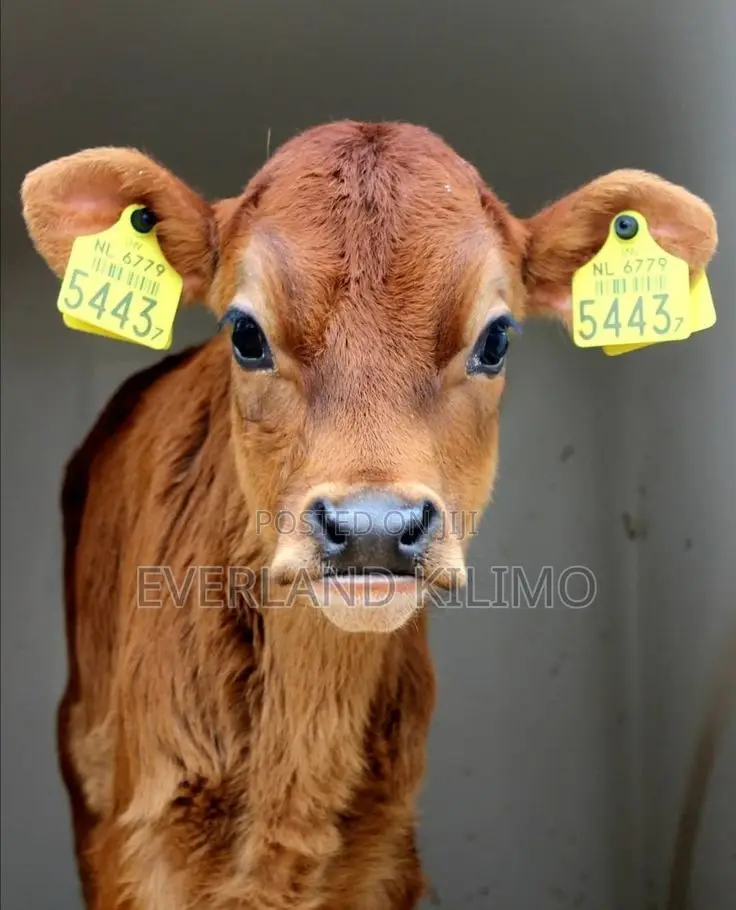 Heritage Calves Medium Customized Ear Tags