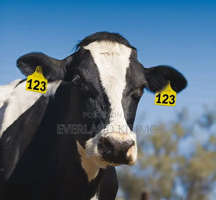 Laser Printed Cattle Large Numbered Ear Tags