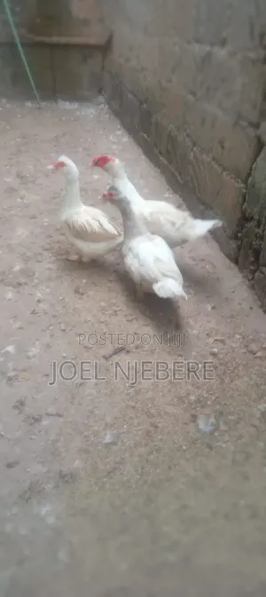 Mature Ducks