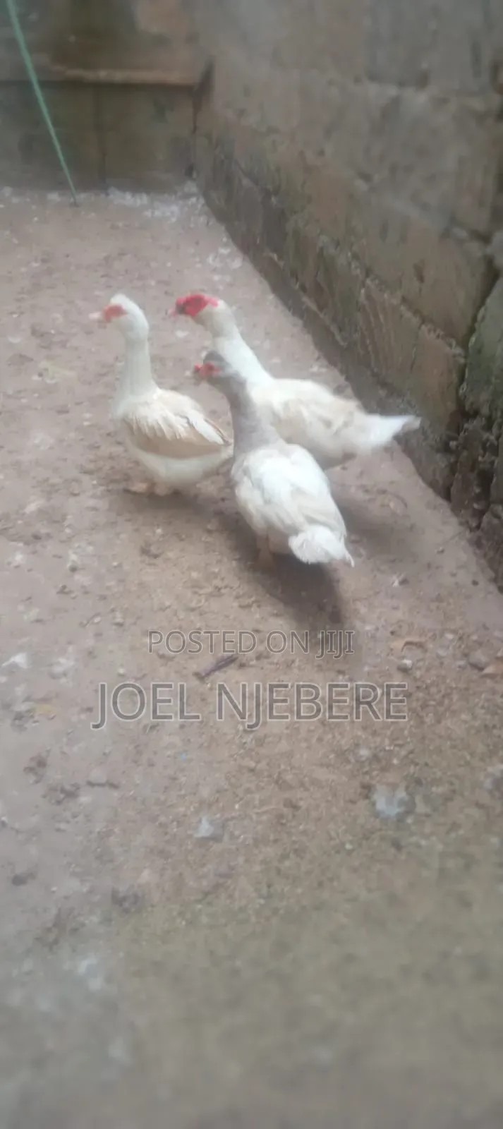 Mature Ducks