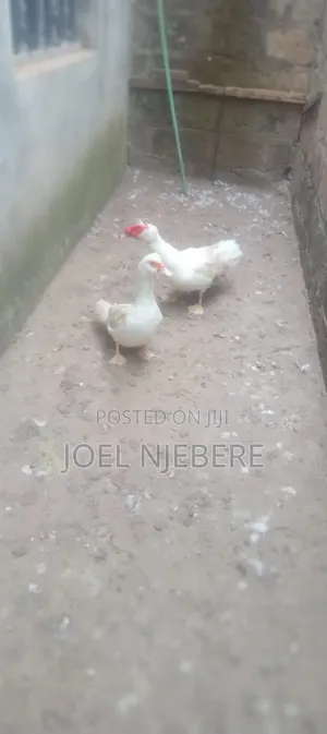 Mature Ducks