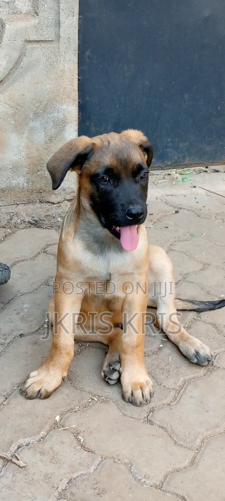 1-3 months Male Mixed Breed Boerboel