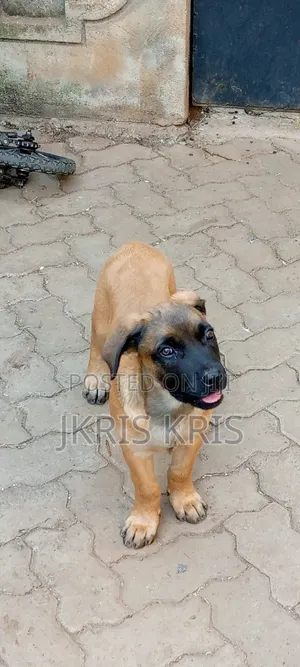 1-3 months Male Mixed Breed Boerboel