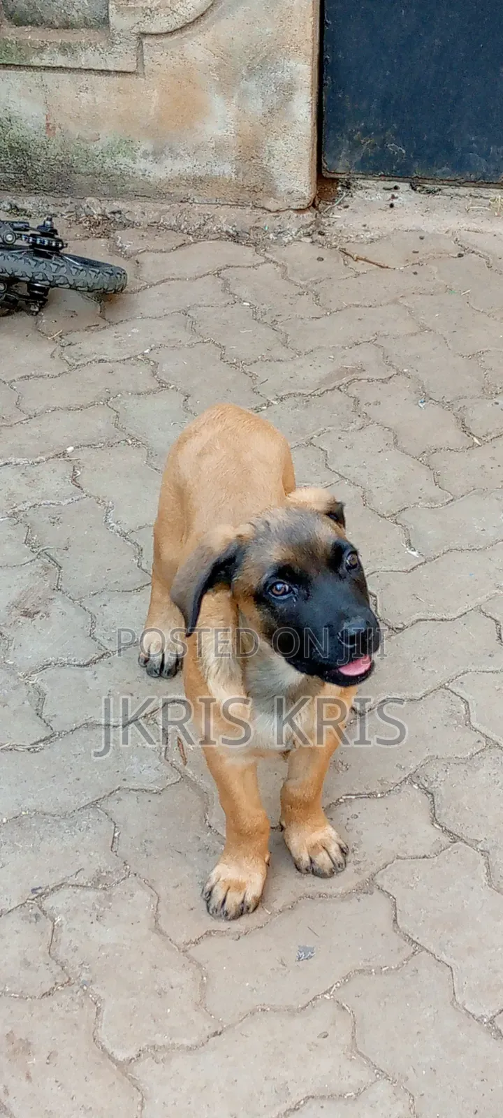 1-3 months Male Mixed Breed Boerboel