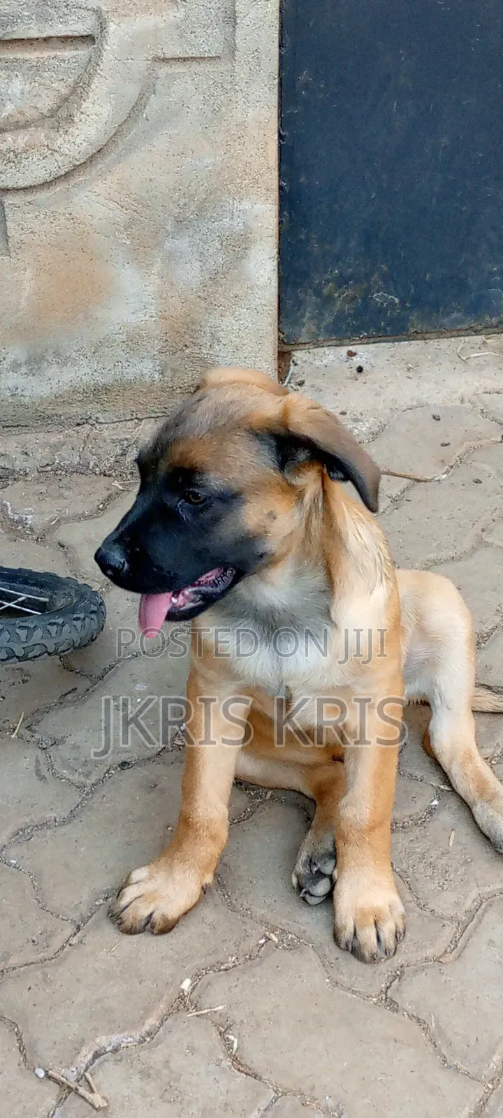1-3 months Male Mixed Breed Boerboel