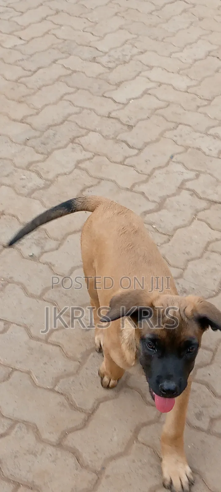 1-3 months Male Mixed Breed Boerboel