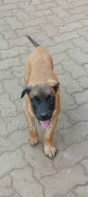 1-3 months Male Mixed Breed Boerboel