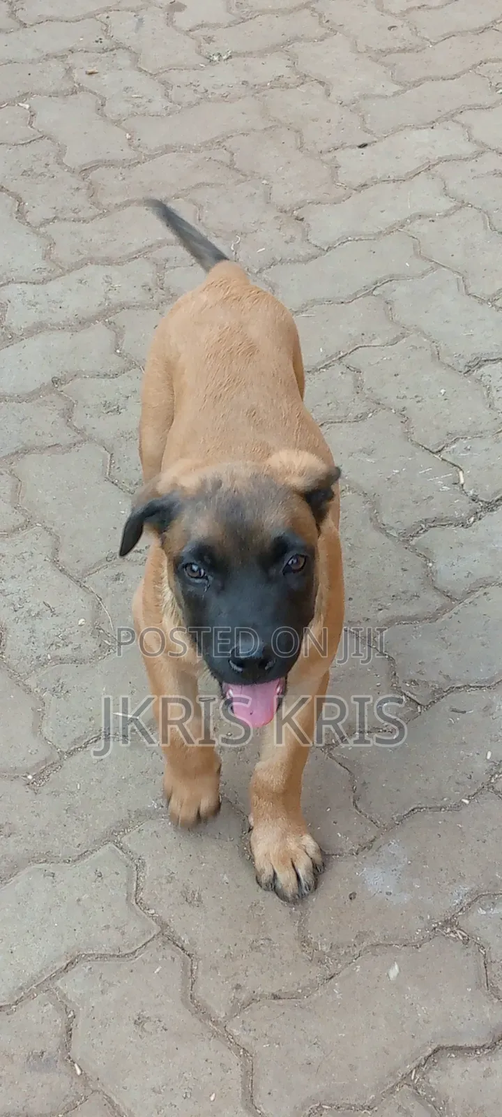 1-3 months Male Mixed Breed Boerboel