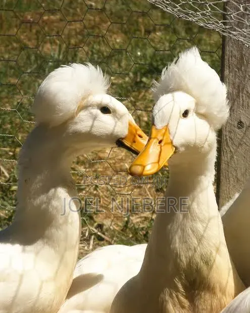 Crested Rouen Duck 🦆