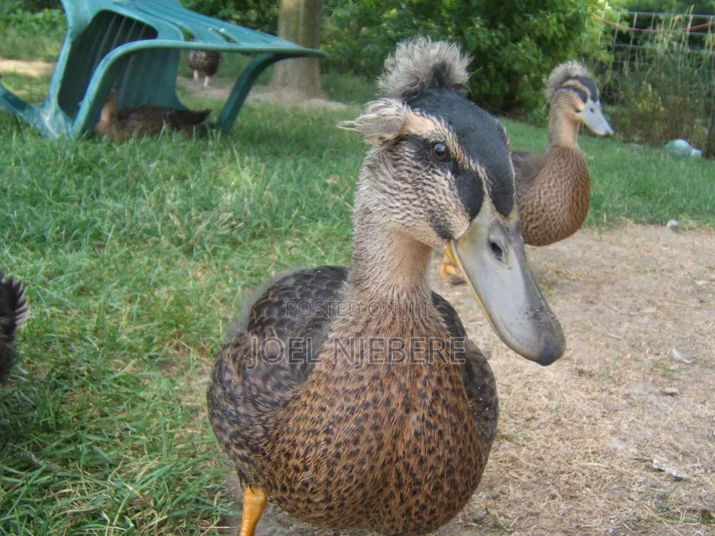 Crested Rouen Duck 🦆