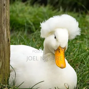 Crested Rouen Duck 🦆