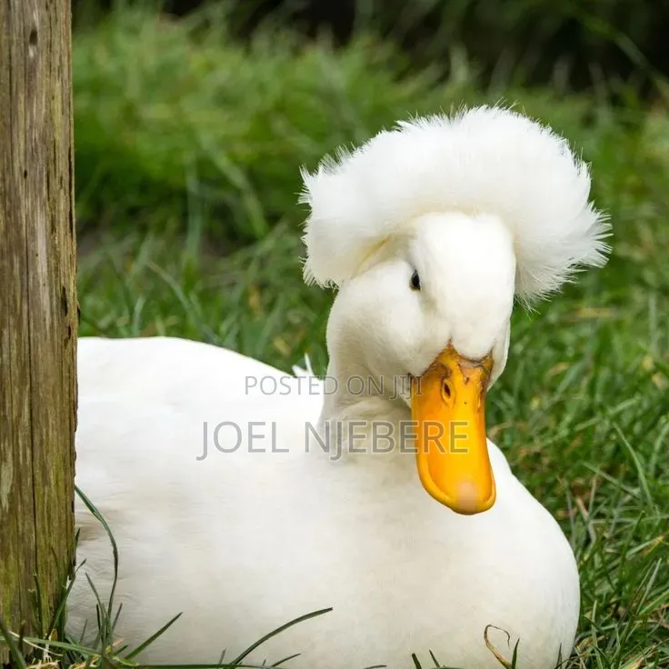 Crested Rouen Duck 🦆