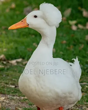 Crested Rouen Duck 🦆