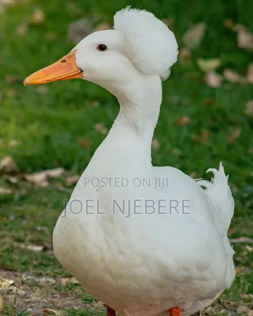 Crested Rouen Duck 🦆