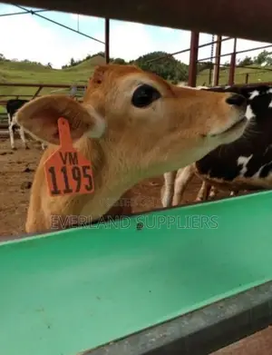 Customized Cattle Z- Tags - Orange
