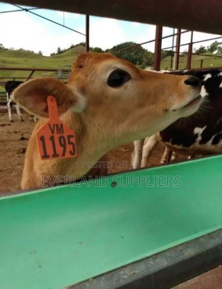 Customized Cattle Z- Tags - Orange