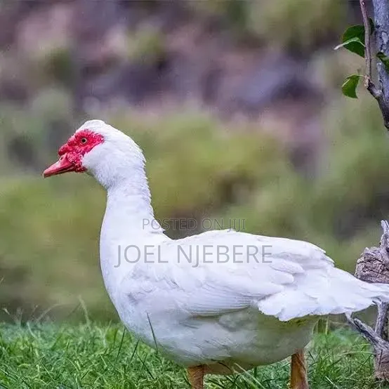 Mature Ducks