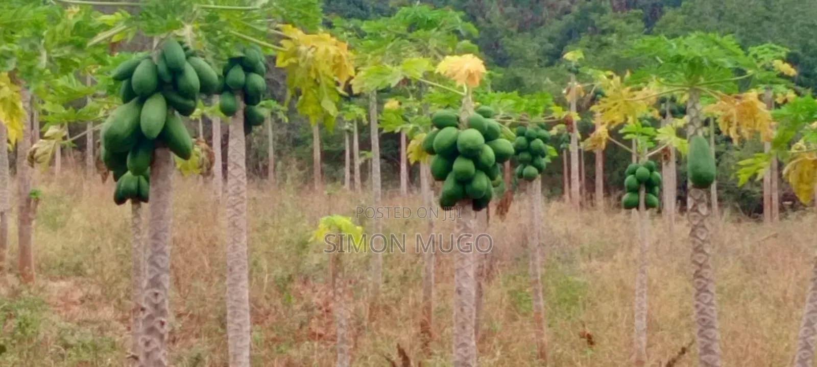 Kitengela Prime Developed 10 Acres With  a Borehole Freehold Title