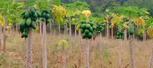 Kitengela Prime Developed 10 Acres With  a Borehole Freehold Title