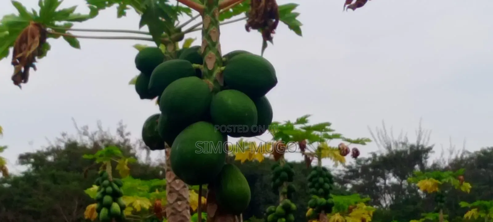 Kitengela Prime Developed 10 Acres With  a Borehole Freehold Title