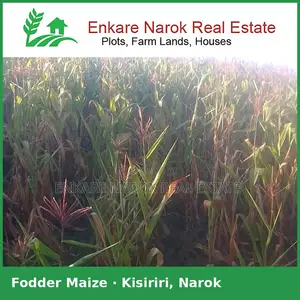 Fodder Maize for Silage for Sale in Narok, Kisiriri — Near the Tarmac